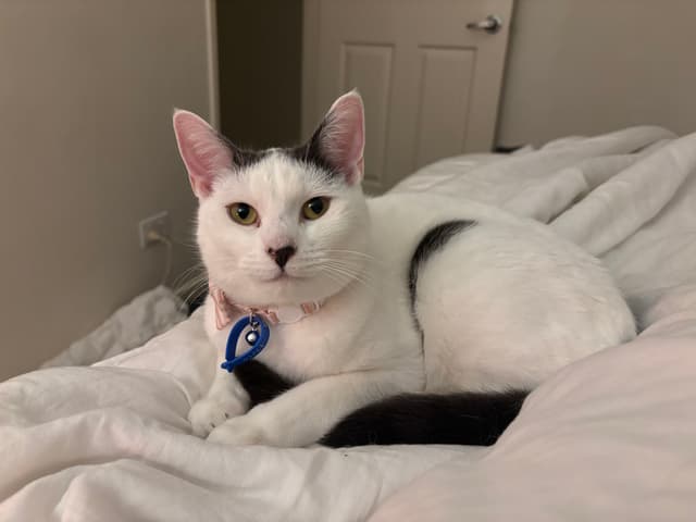 Cat and owner trust