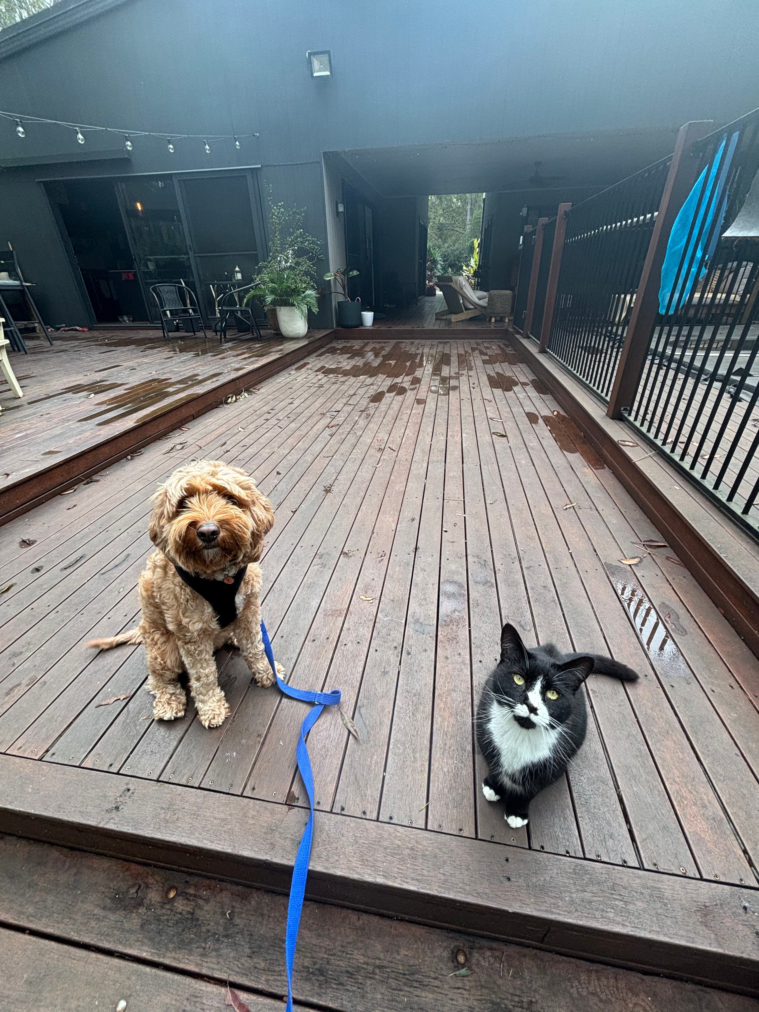 Cat behaviour support