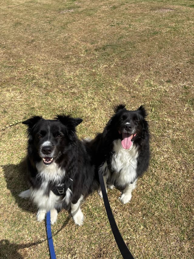 Dog and owner trust