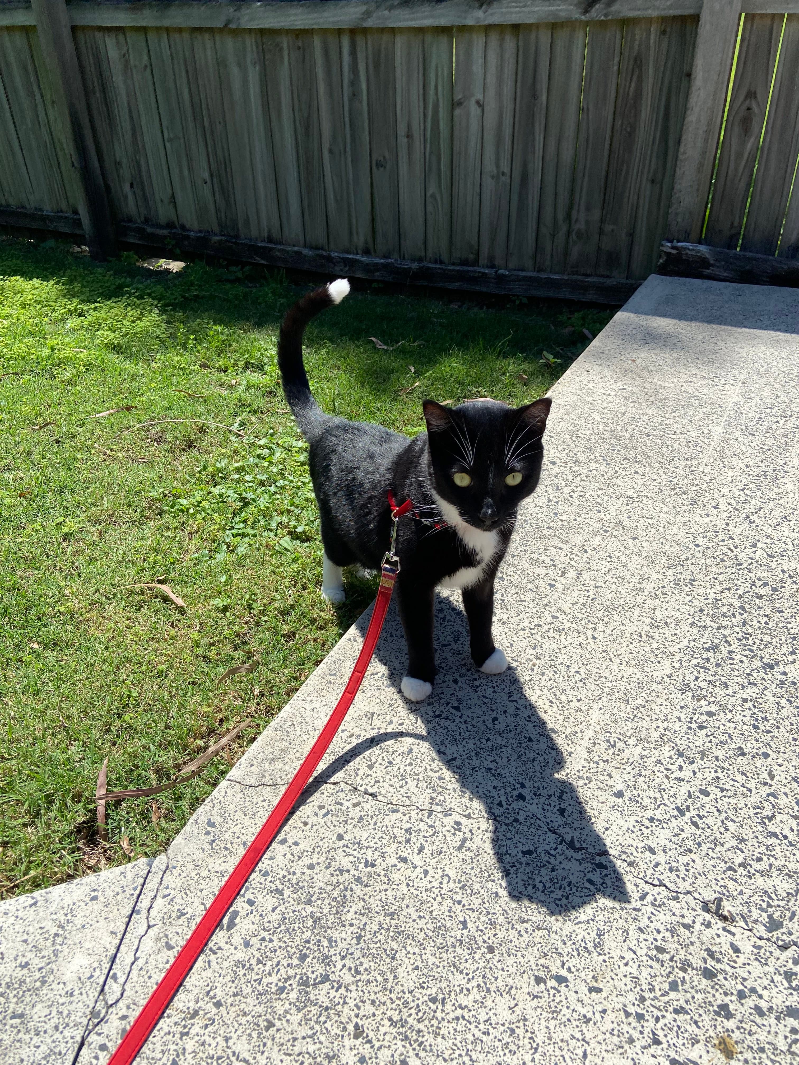 Cat training consultant